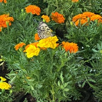 Photo taken at Dubai Butterfly Garden حديقة دبي للفراشات by سيييف on 1/7/2024