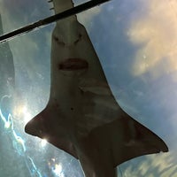 Снимок сделан в Ripley&amp;#39;s Aquarium of the Smokies пользователем Danni B. 4/4/2024