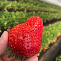 井頭観光いちご園 真岡市 栃木県
