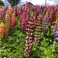 鹿沼市花木センター 茂呂86 1