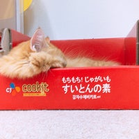 Photos At 猫カフェ Nyanchi Cafe In 野々市市