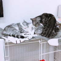 猫カフェ Nyanchi Cafe In 野々市市