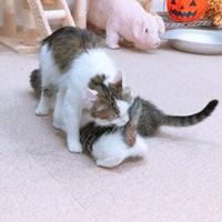 猫カフェ Nyanchi Cafe In 野々市市 猫カフェ Nyanchi Cafe In 野々市市