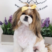 Puppies Available  Spoiled Pup LV - Dog Grooming - Puppies for Sale