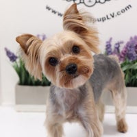 Spoiled Pup LV - Dog Grooming - Puppies for Sale - Las Vegas