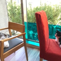 猫カフェ Keurig The Loft 3 Tips From 264 Visitors 猫カフェ Keurig The Loft 3 Tips From 264 Visitors