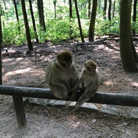 Montagne Des Singes Zoo
