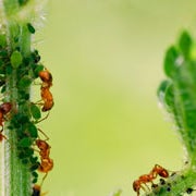 4/14/2015 tarihinde Grant G.ziyaretçi tarafından The Bug Man'de çekilen fotoğraf