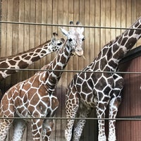 Photo taken at MillerCoors Giraffe Experience by Renée K. on 11/2/2019