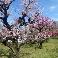 Photo taken at Osaka Castle Plum Orchard by 渡辺 陽. on 2/24/2024