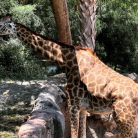 Photo taken at Giraffe African Exhibit by Dan B. on 6/13/2019