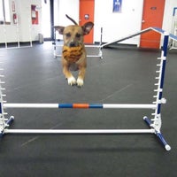 Zoom Room Dog Training Now Closed Pet Service In West