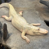 Photo taken at Claude the Albino Alligator by Susannah S. on 2/29/2024
