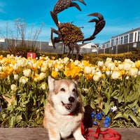 Photo taken at Tulipmania at Pier 39 by Susannah S. on 2/16/2020