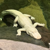 Photo taken at Claude the Albino Alligator by Susannah S. on 8/11/2023