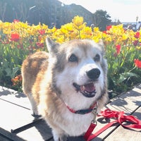 Photo taken at Tulipmania at Pier 39 by Susannah S. on 2/16/2020