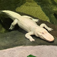 Photo taken at Claude the Albino Alligator by Susannah S. on 8/11/2023