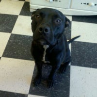 Cleverdog Grooming &amp; Daycare - 3 tips from 46 visitors