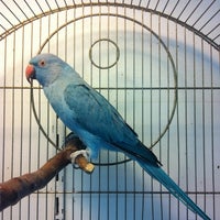 Photo taken at Birds Pet Shop by Luiz L. on 1/23/2012