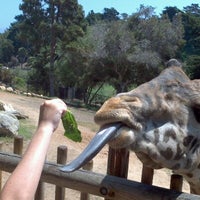 barbara santa zoo