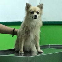 assumpta dog and cat clinic