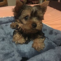 assumpta dog and cat clinic nangka