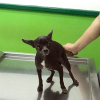 assumpta dog and cat clinic