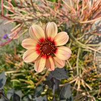 รูปภาพถ่ายที่ Olbrich Botanical Gardens โดย Susie S. เมื่อ 8/21/2021