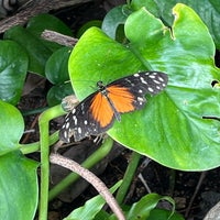 Foto scattata a Butterfly House at Faust County Park da Cesar O. il 3/17/2024