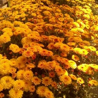 Varners Greenhouse Flower Photo Taken At Varners Greenhouse By Kristen D On 9 18 2017