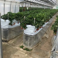 渡邊いちご園 Farmers Market In 君津市 渡邊いちご園 Farmers Market In 君津市