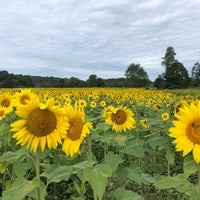 Photo taken at Sussex County Sunflower Maze by Allyson Y. on 9/7/2020