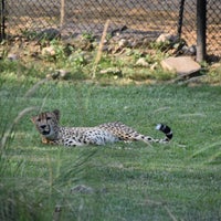 Photo taken at Cheetah Conservation Station by Martin G. on 7/20/2017
