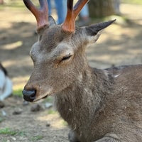 Photo taken at Nara Park by （°～°） on 5/5/2024