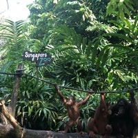 Photo taken at Free Ranging Orangutan Island by Nana C. on 10/20/2018