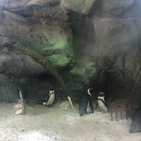 Photo taken at African Penguin by Nana C. on 10/20/2018