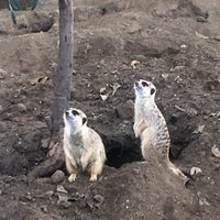 Photo taken at Meerkat Exhibit by Pericles P. on 3/17/2024