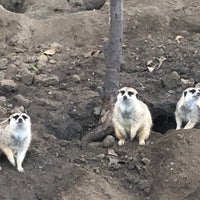 Photo taken at Meerkat Exhibit by Pericles P. on 3/17/2024