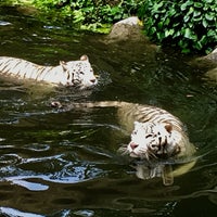 Das Foto wurde bei Singapore Zoo von Pericles P. am 12/29/2023 aufgenommen