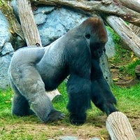 Photo taken at San Diego Zoo by Pericles P. on 2/24/2024