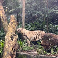 Photo taken at White Tiger Enclosure by Alan S. on 9/26/2021