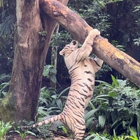 Photo taken at White Tiger Enclosure by Alan S. on 9/26/2021