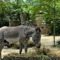 Photo taken at Singapore Zoo by Alan S. on 9/26/2021