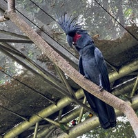 Снимок сделан в Jurong Bird Park пользователем Alan S. 11/21/2021