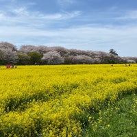 Photo taken at Gongendo Sakura Tsutsumi by murakami y. on 4/13/2024