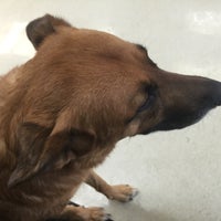 temperance animal hospital reviews