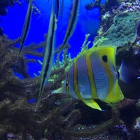 Photo taken at Steinhart Aquarium by Eric C. on 1/9/2020