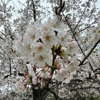 Photo taken at Kitanomaru Park by aiso on 4/6/2024