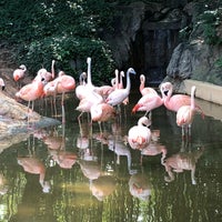 Photo taken at Flamingo Exhibit by pinky w. on 8/23/2018