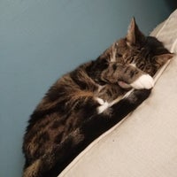 Brooklyn Cat Cafe Brooklyn Heights 7 tips from 479 Brooklyn Cat Cafe Brooklyn Heights 7 tips from 479